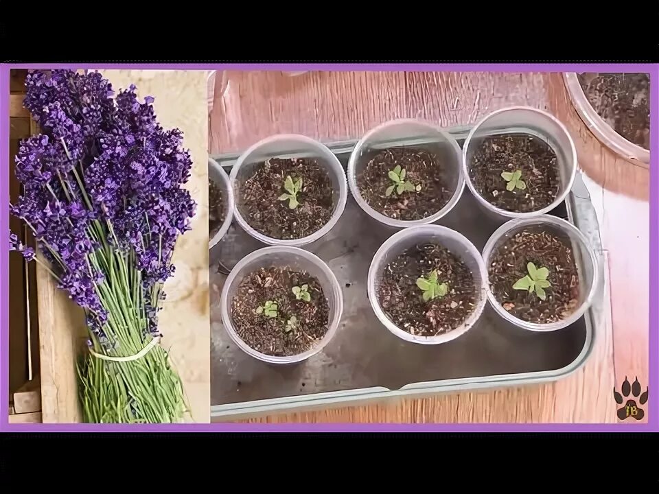 Рассада лаванды фото из семян Пикирую лаванду Lavender planting ✽ сею лобулярию колеусы и другие цветы ✽ позит