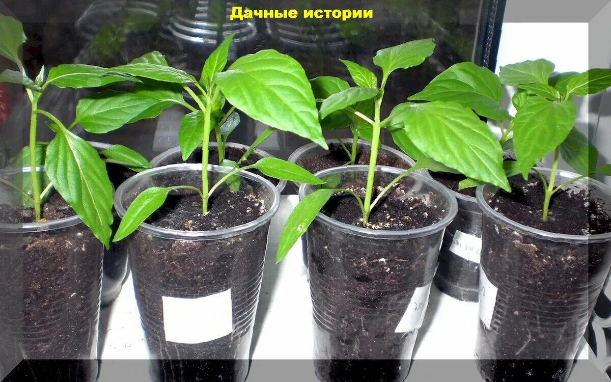 Рассада перца в домашних условиях фото Пора сеять перец на рассаду: сроки посева, советы и основы технологии Дачные ист