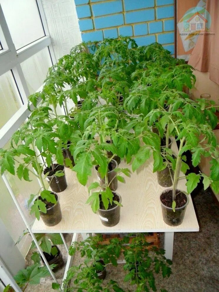 Рассада помидор в домашних фото Pin on Овощной огород Plants, Garden, Wall