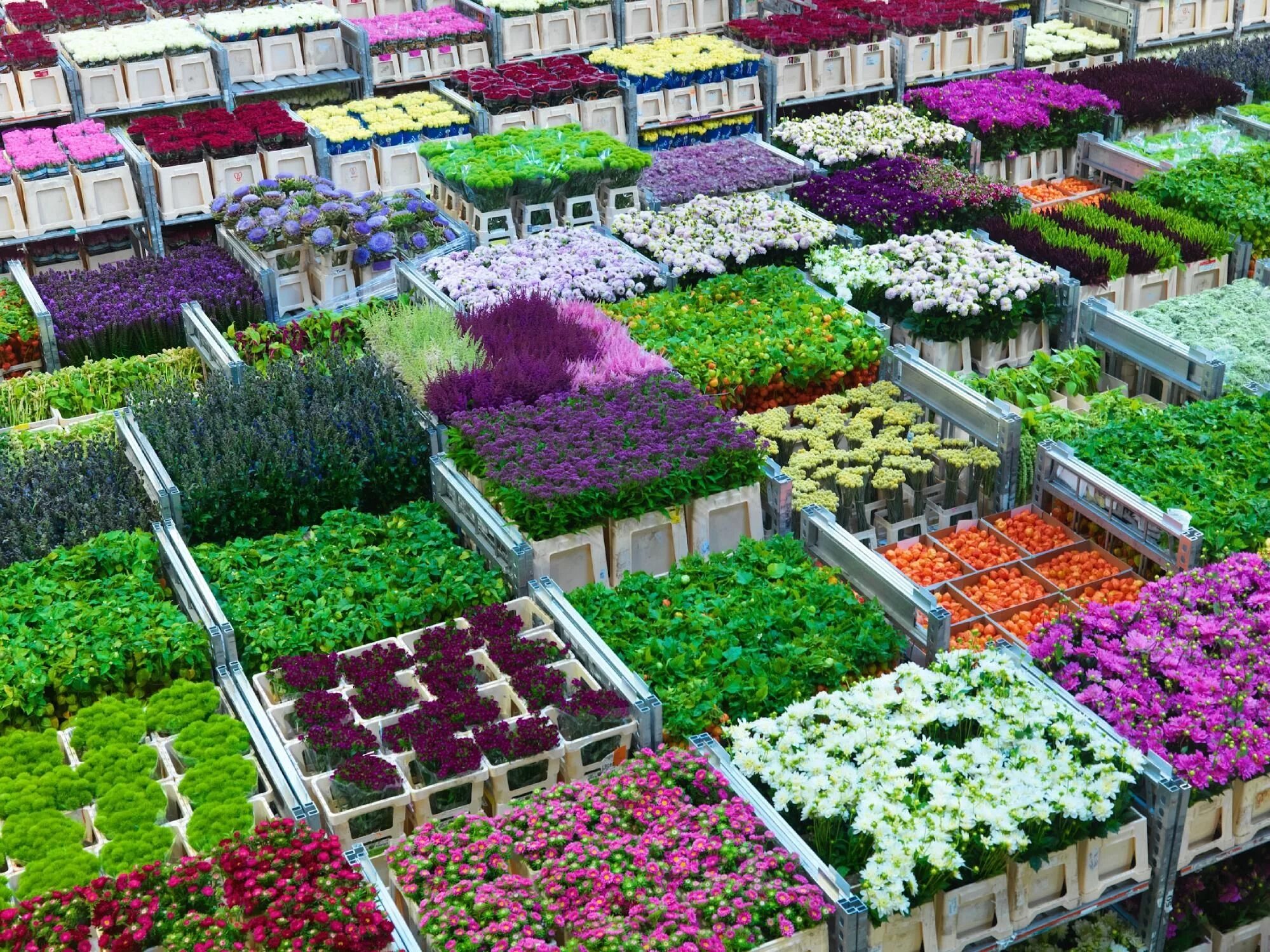 Рассада цветов фото FloraHolland Aalsmeer Huerto casero, Huerto, Casero