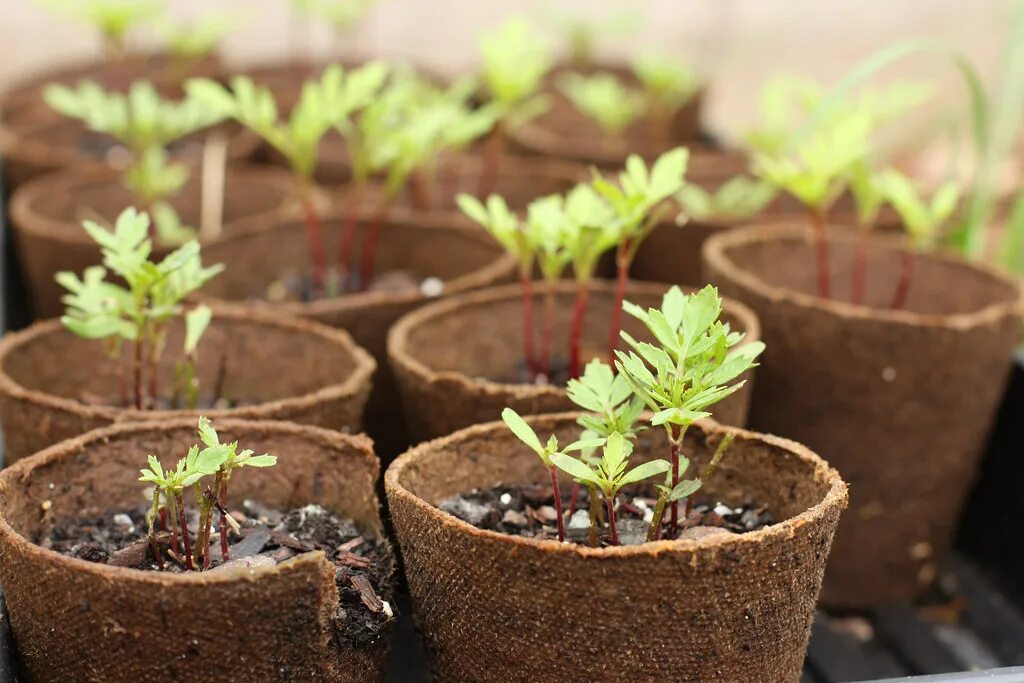 Рассада в домашних условиях фото Marigold Seedlings Having fun with the fiddy in the garden. Flickr