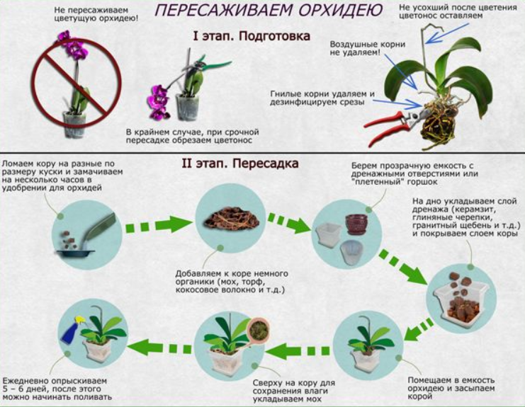 Рассадить орхидею в домашних условиях фото Как правильно пересадить орхидею в домашних условиях Цветница Дзен