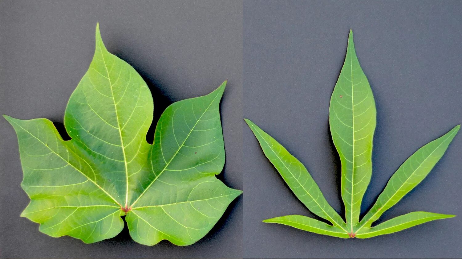 Рассеченный лист фото Scientists Crack the Genetic Code Determining Leaf Shape in Cotton - College of 