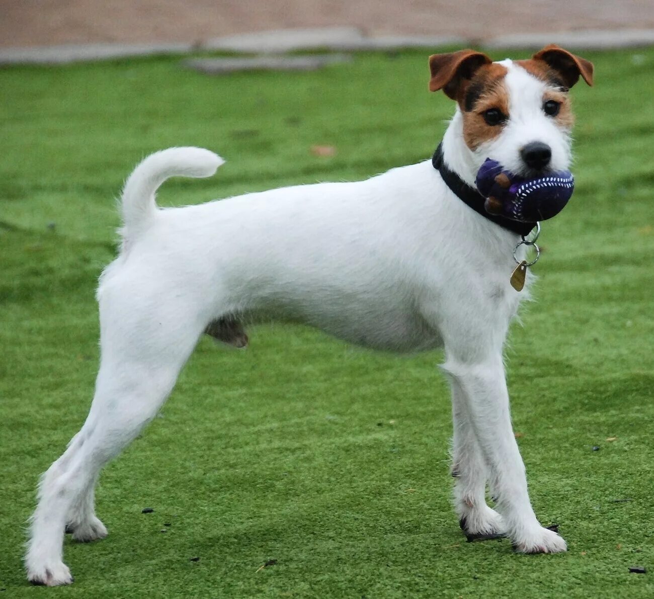 Рассел порода собак фото Parson Russell Terrier - Puppies, Pictures, Information, Temperament, Characteri