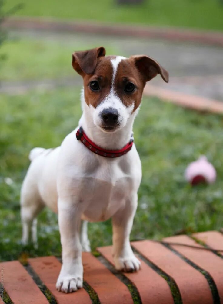 Рассел порода собак фото "Jack Russell Terrier" by Stocksy Contributor "Marilar Irastorza" Щенки джек рас