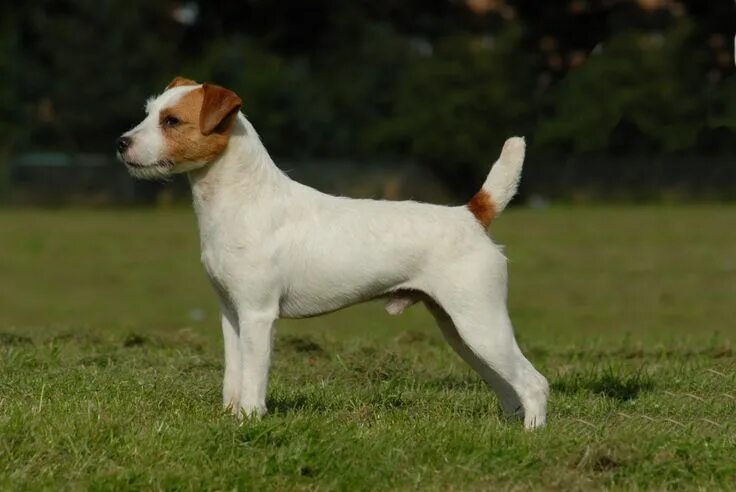 Рассел порода собак фото Jack Russell Terrier Terrier dog breeds, Jack russell terrier, Parson russell te