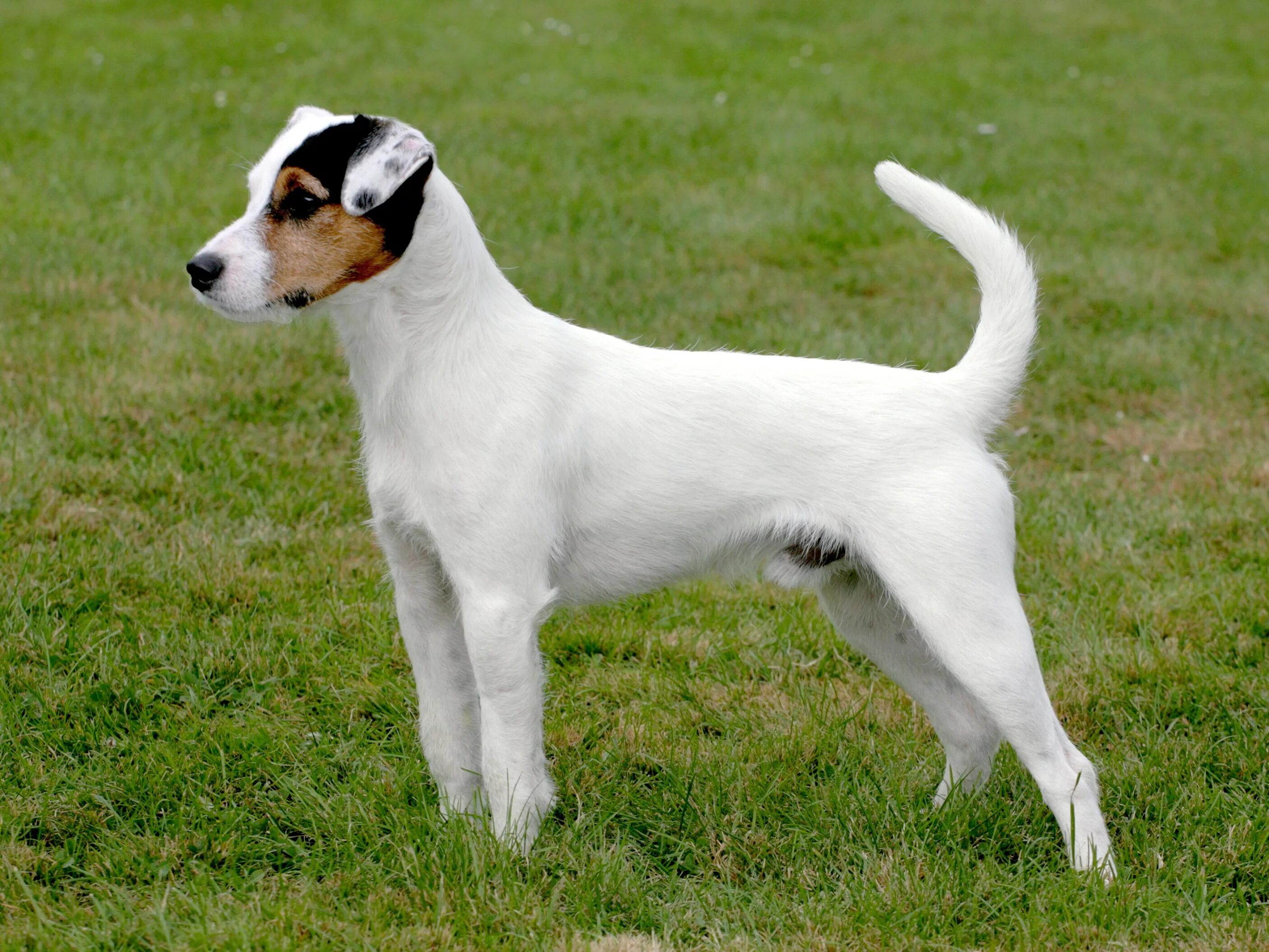 Рассел порода собак фото Parson Russell Terrier - Brit