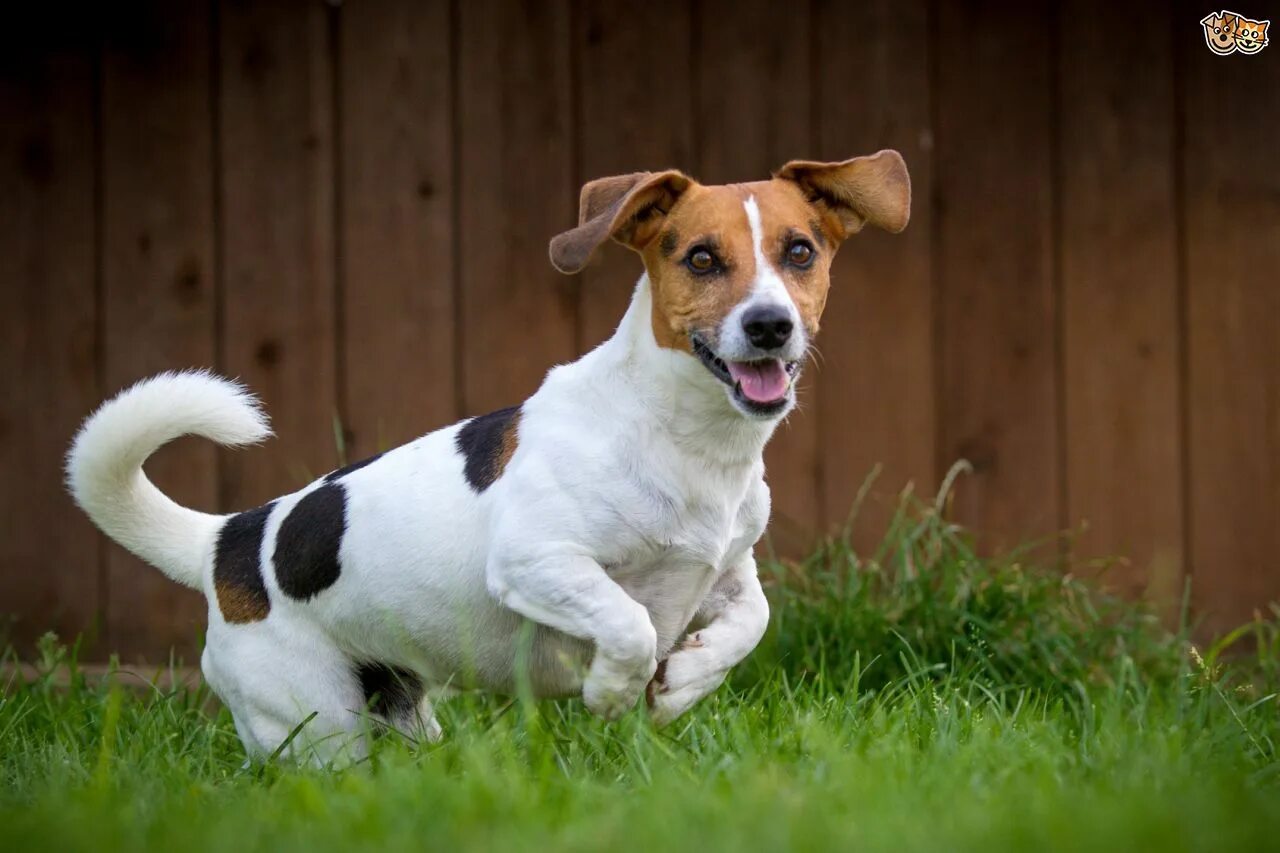 Рассел собака фото jack russell - Google Search Jack russell, Every dog breed, Aggressive dog breed