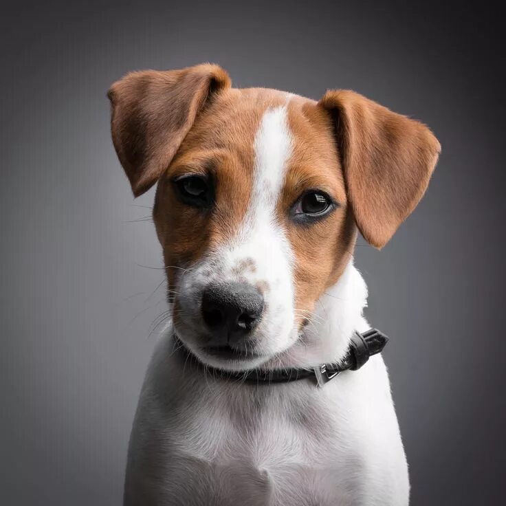 Рассел собака цена фото Jack russell terrier. I'm in love with these eyes! Джек рассел терьер, Собака дж