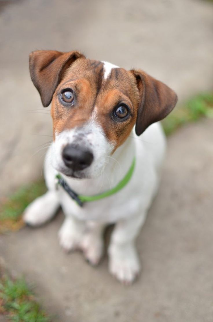 Рассел терьер фото собаки цена Pin by Anika on Джек Рассел Jack russell Jack russell terrier, Jack russell, Ani