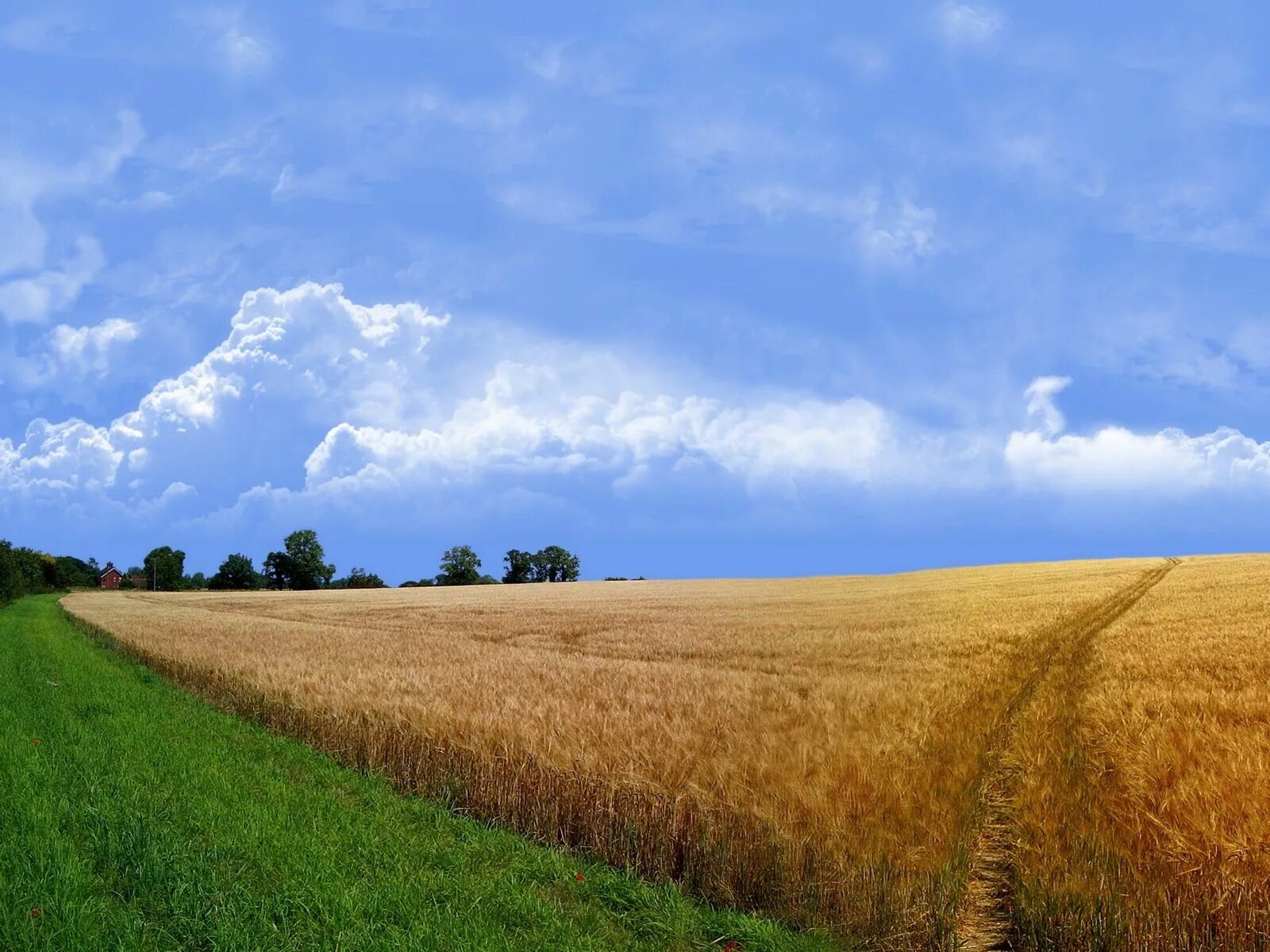 Расширить поля фото Field of wheat Summer nature photography, Farm scenery, Beautiful landscapes