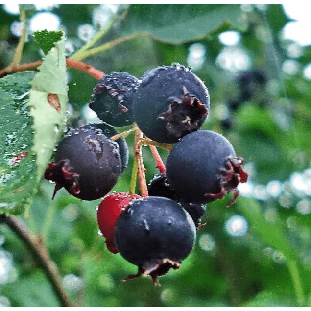 Расшивала ягода фото Ирга Ламарка (Amelanchier lamarckii) C12L; 150+cm. BE купить в питомнике растени