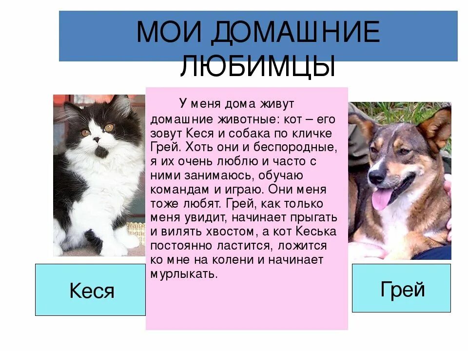 Рассказ о своем домашнем питомце Картинки ДОКЛАД ПРО ДОМАШНЕГО ЖИВОТНОГО 3 КЛАСС