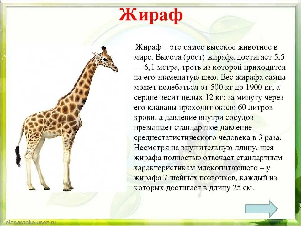 Рассказ про животных картинки Картинки СООБЩЕНИЕ О ЖИВОТНОМ 2 КЛАСС ПО ОКРУЖАЮЩЕМУ