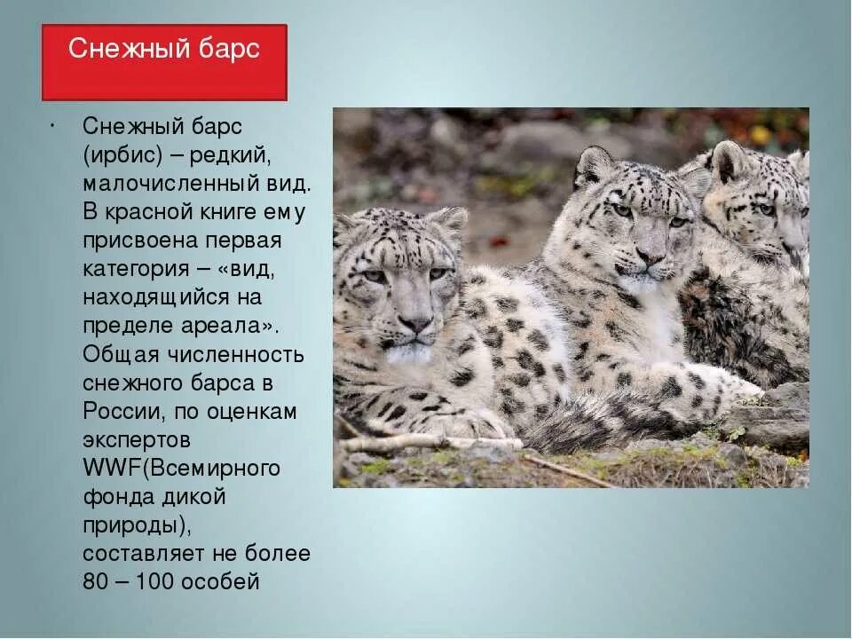 Рассказ животные фото Картинки РАССКАЗ О ЖИВОТНОМ ЗАНЕСЕННОМ В КРАСНУЮ КНИГУ