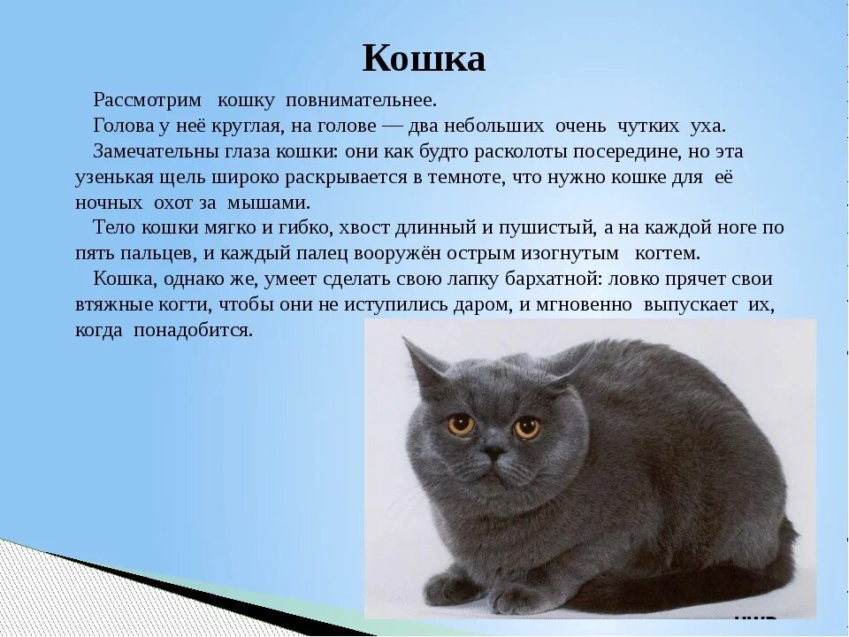 Расскажи о своем домашнем животном Рубрика "Интересно об интересном" 17 ноября -День черной кошки. - Дом культуры "