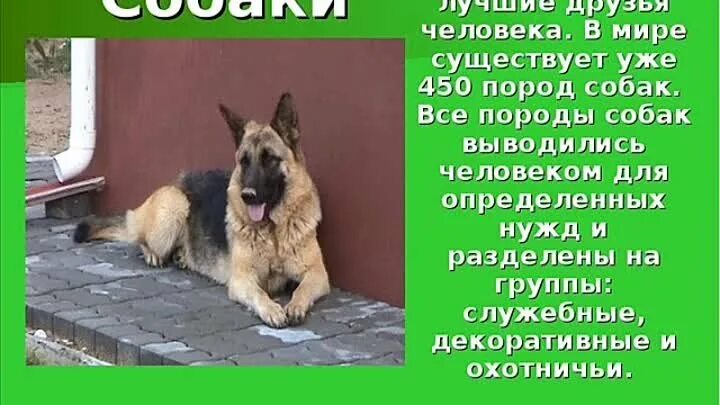 Расскажи о своих домашних Смотрите видео ""Все о собаках" - ДК с. Прогресс" в ОК. Плеер Видео