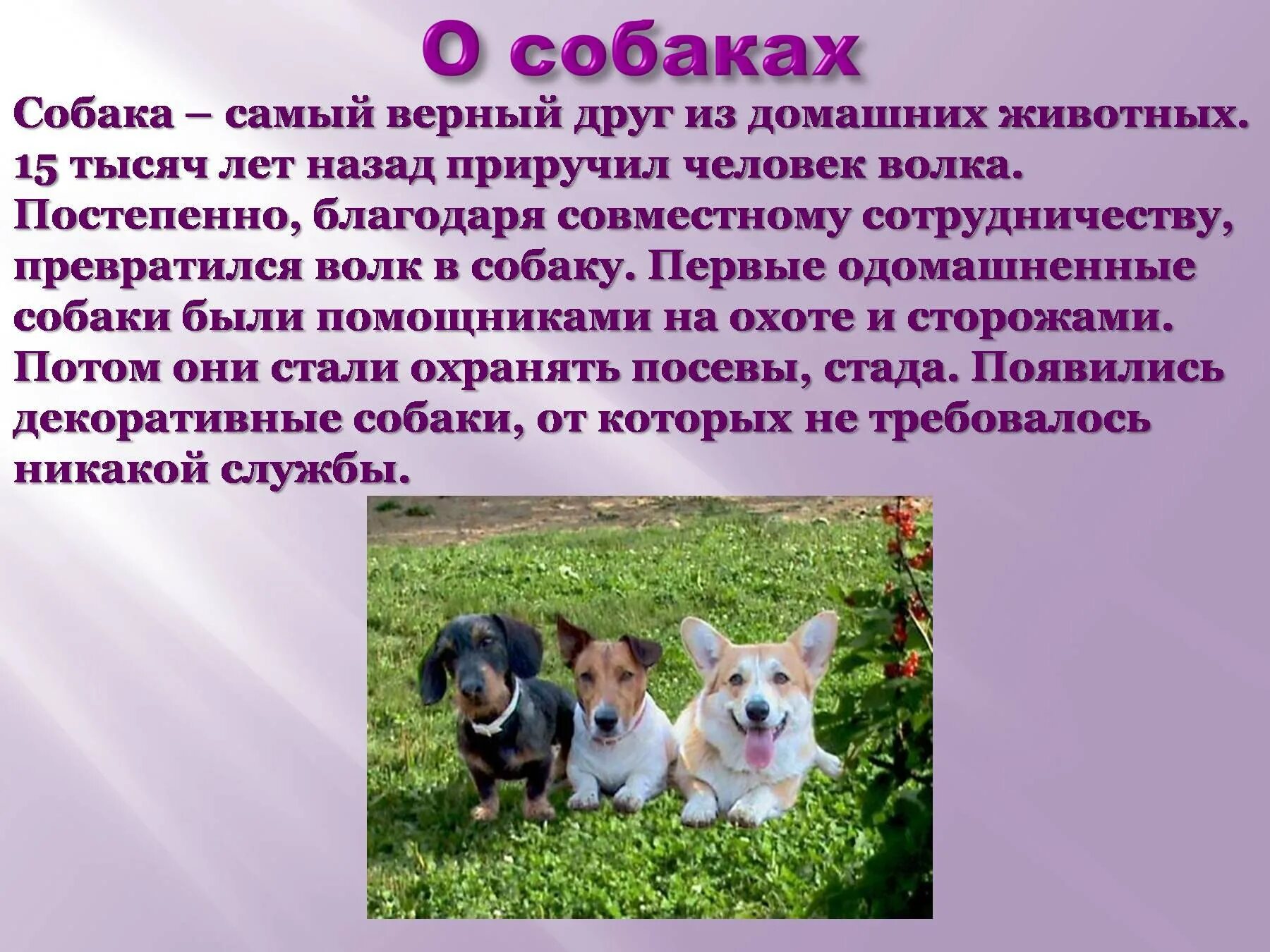 Расскажи о своих домашних Проект на тему питомцы