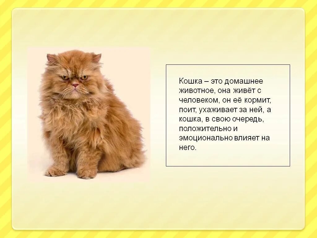 Расскажите о своем домашнем питомце Напишите хитрость которую применили персы