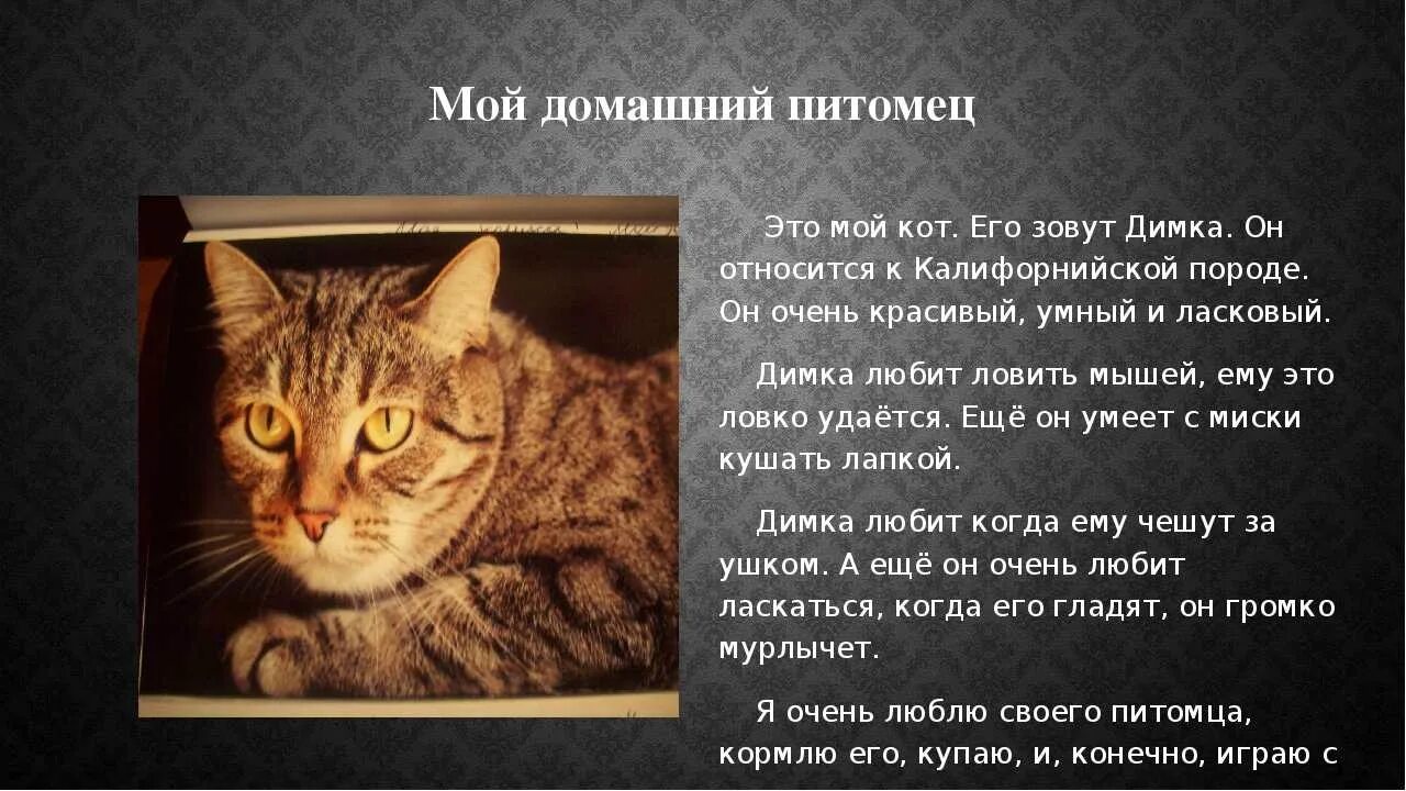 Расскажите о своем домашнем питомце Я хочу рассказать о своем коте 2: найдено 74 изображений