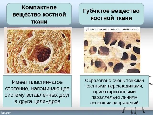 Рассмотрите фото костной ткани напишите ее строение Строение кости.