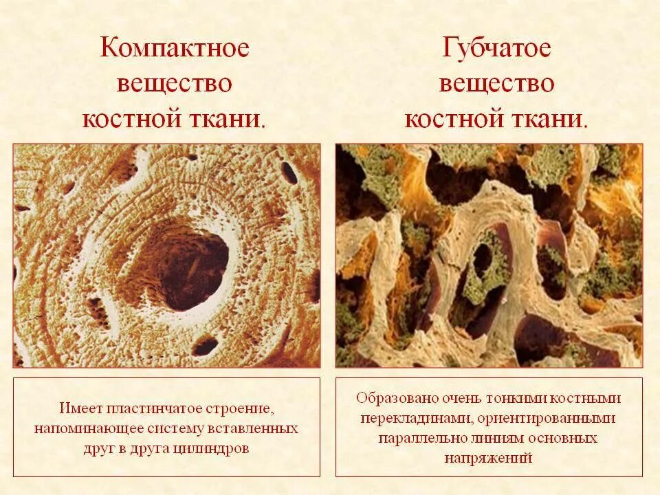 Рассмотрите фото костной ткани напишите ее строение 8m2 Хрящевая и костная ткань