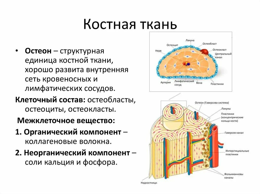 Рассмотрите фото костной ткани напишите ее строение Состоит из остеонов