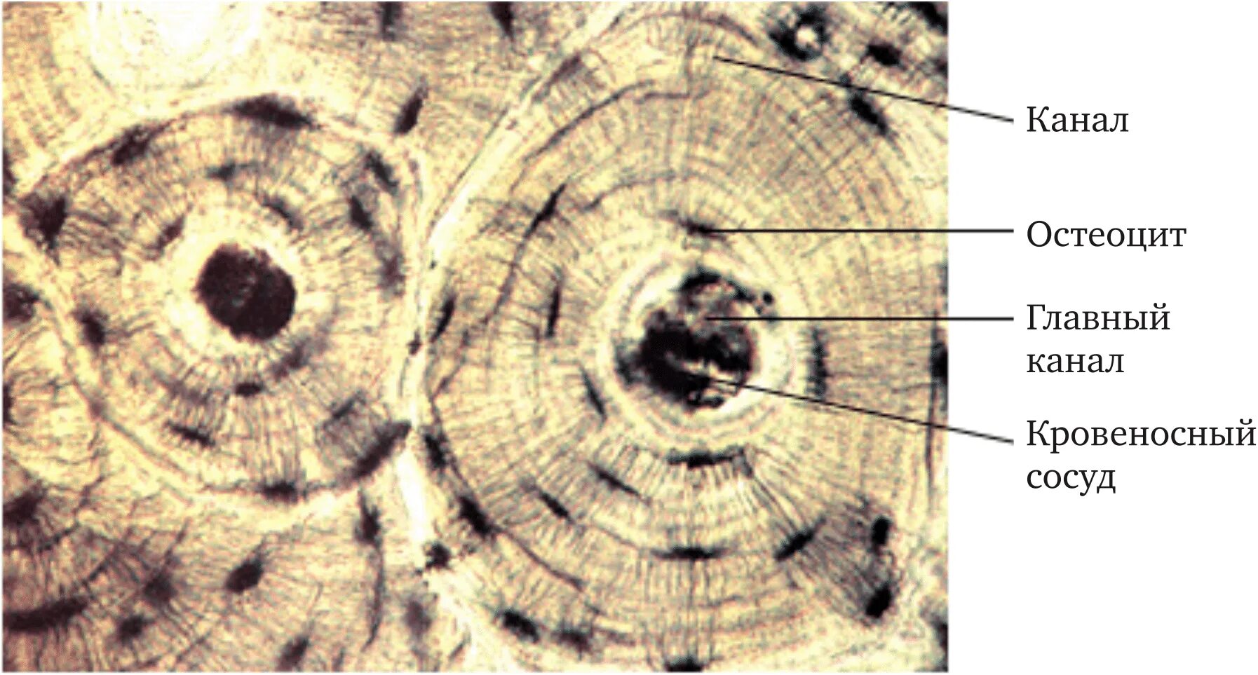 Рассмотрите фото костной ткани напишите ее строение Костная ткань под микроскопом рисунок