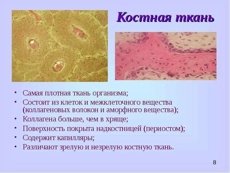 Рассмотрите фото костной ткани напишите ее строение Опорные ткани План лекции: Характеристика опорных тканей: Хрящевая ткань. Костна