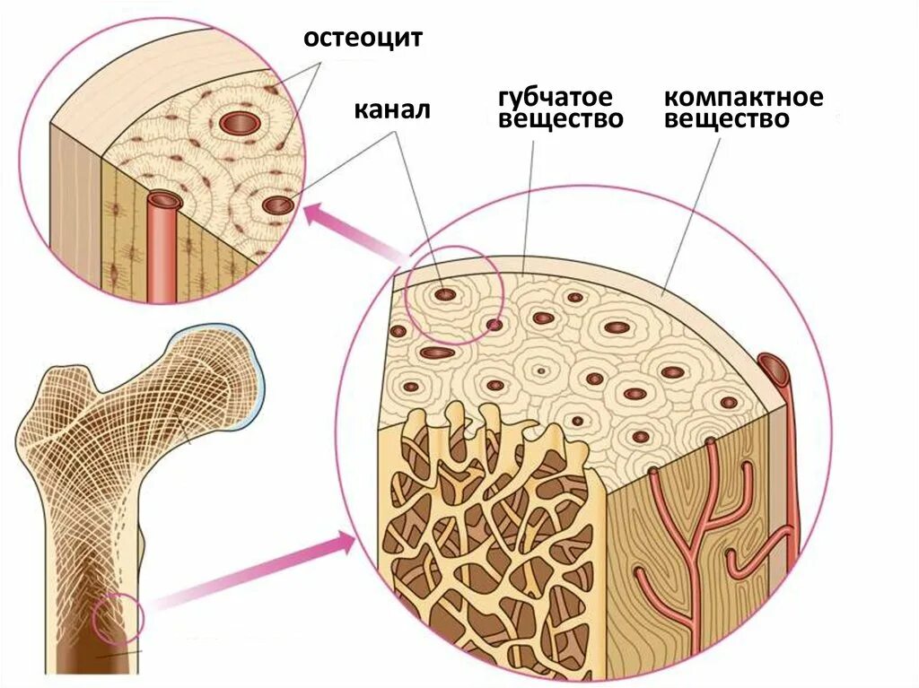 Рассмотрите фото костной ткани напишите ее строение Происхождение костной ткани - найдено 81 картинок