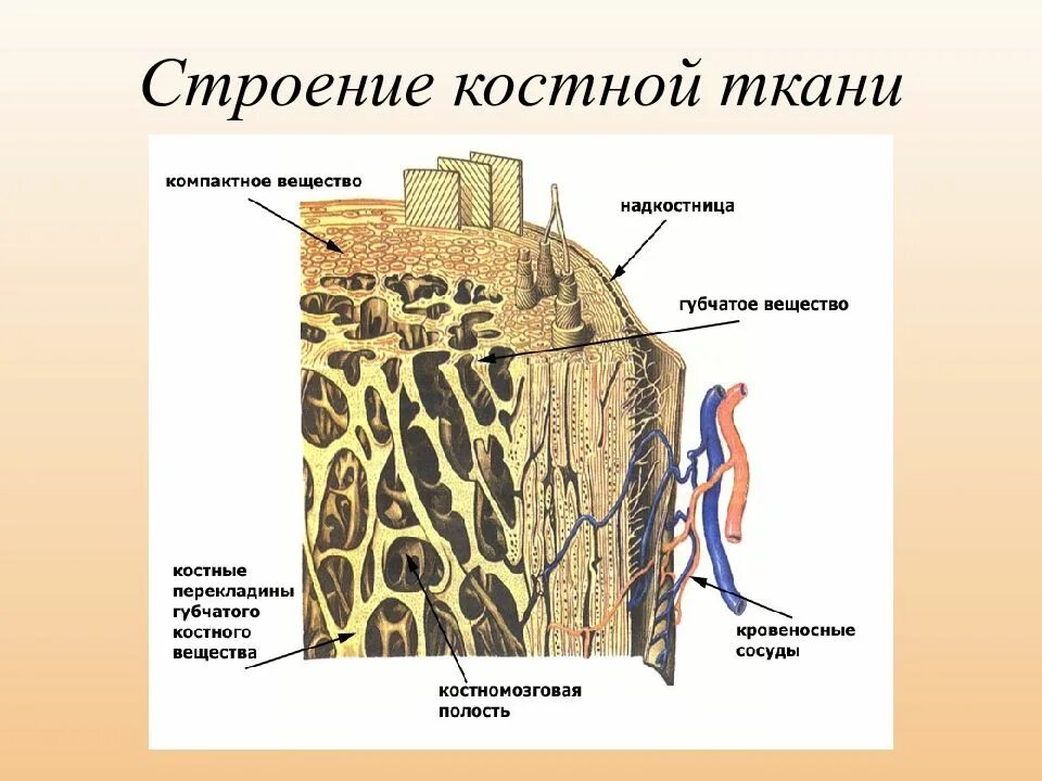 Рассмотрите фото костной ткани напишите ее строение Особенность строения надкостницы какую функцию она выполняет