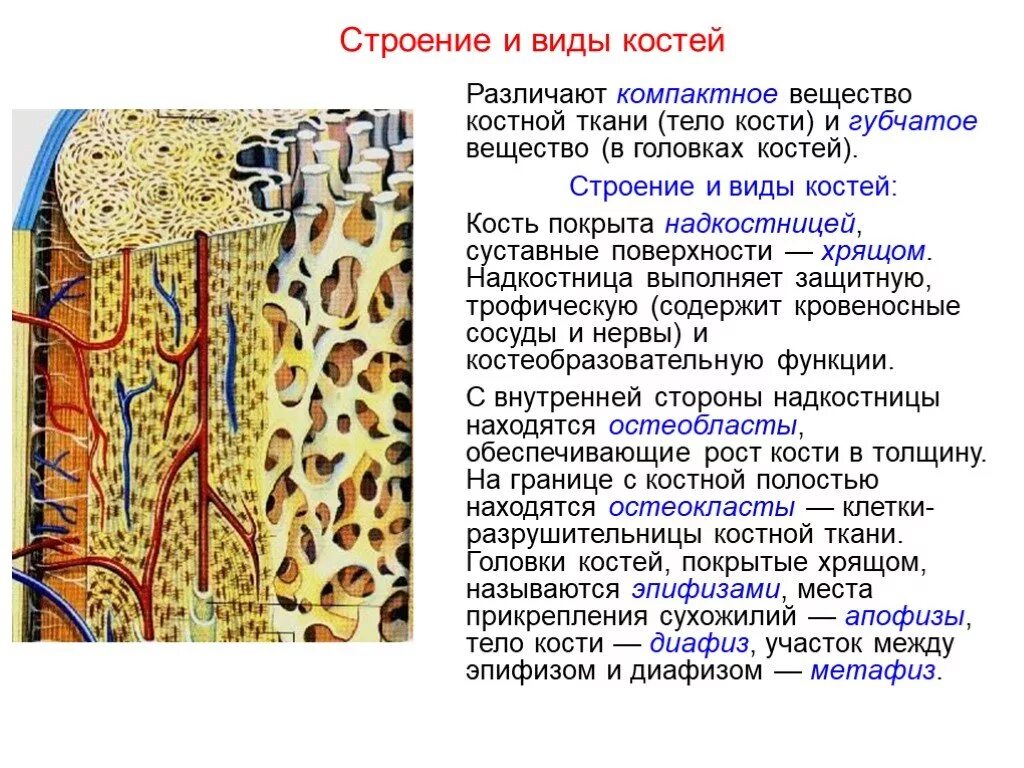 Рассмотрите фото костной ткани напишите ее строение Костная ткань обладает свойствами