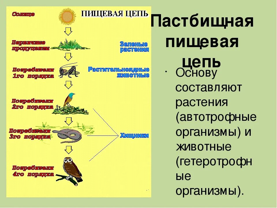 Рассмотрите упрощенную электрическую схему трофической цепи океана Детритная пищевая цепь схема