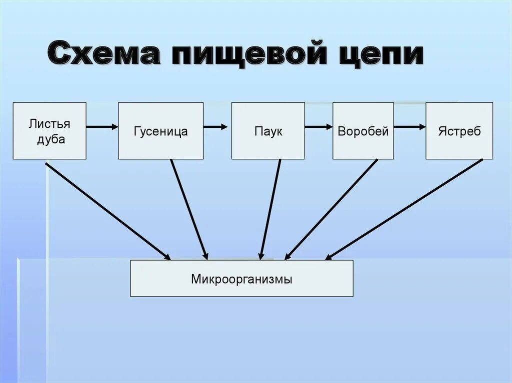 Рассмотрите упрощенную электрическую схему трофической цепи океана Пищевая цепь схема 9 класс