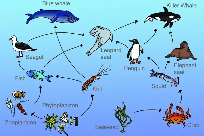 Рассмотрите упрощенную электрическую схему трофической цепи океана Aquatic Food Chain: What Happens To The Bodies Of Aquatic Animals When They Die?