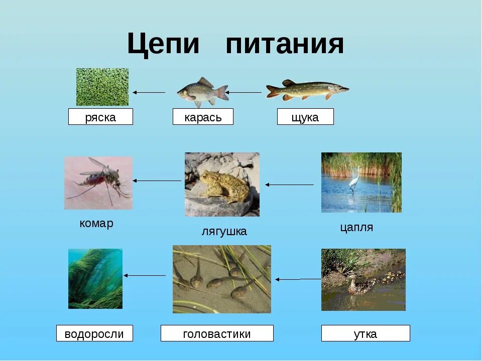 Рассмотрите упрощенную электрическую схему трофической цепи океана Картинки ПРИМЕР ПИЩЕВОЙ ЦЕПИ В ПРИРОДНОМ СООБЩЕСТВЕ