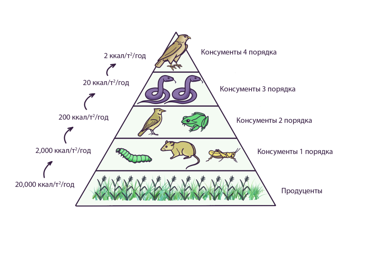 Рассмотрите упрощенную электрическую схему трофической цепи океана Продуценты в картофельном поле