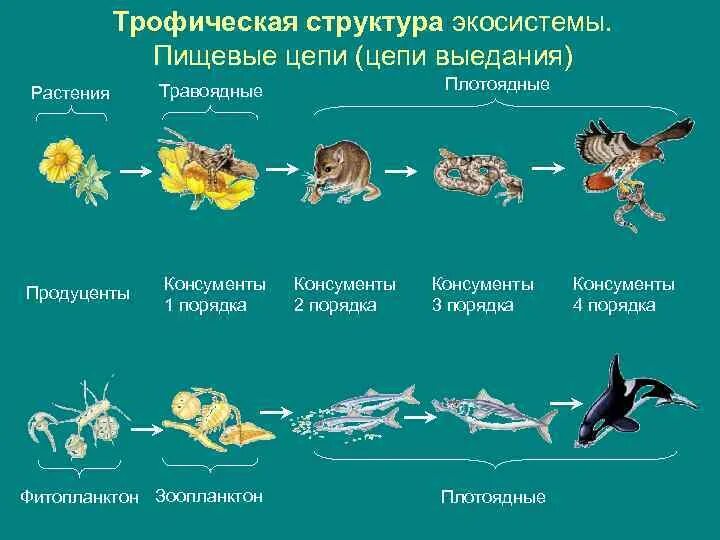 Рассмотрите упрощенную электрическую схему трофической цепи океана Пищевая цепь схема 9 класс