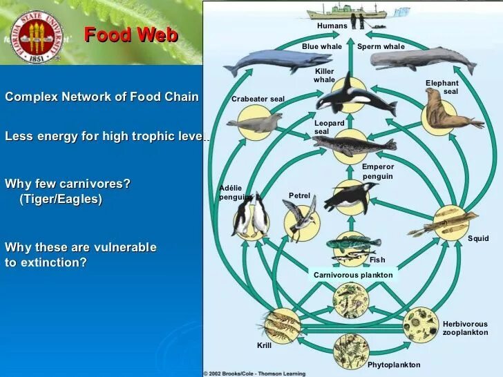 Рассмотрите упрощенную электрическую схему трофической цепи океана Killer whales, Trophic level, Elephant seat