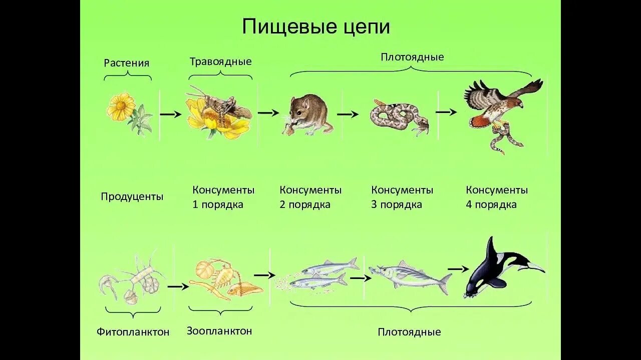 Рассмотрите упрощенную электрическую схему трофической цепи океана ПОТОК ЭНЕРГИИ И ПИЩЕВЫЕ ЦЕПИ - YouTube