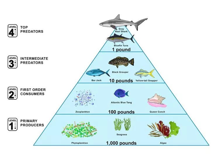 Рассмотрите упрощенную электрическую схему трофической цепи океана Image result for trophic level Resim