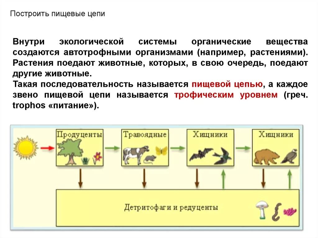 Рассмотрите упрощенную электрическую схему трофической цепи океана Картинки ПИЩЕВАЯ ЦЕПОЧКА ВЕЩЕСТВ