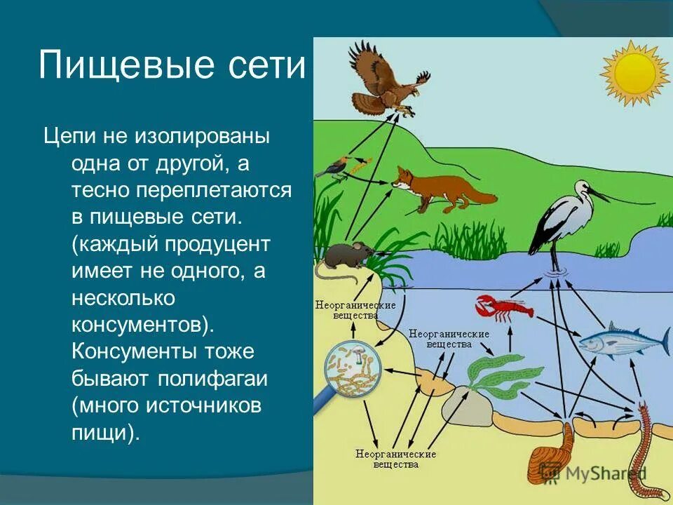 Рассмотрите упрощенную электрическую схему трофической цепи океана Составьте сеть питания добавив самостоятельно к предложенному списку организмы ф