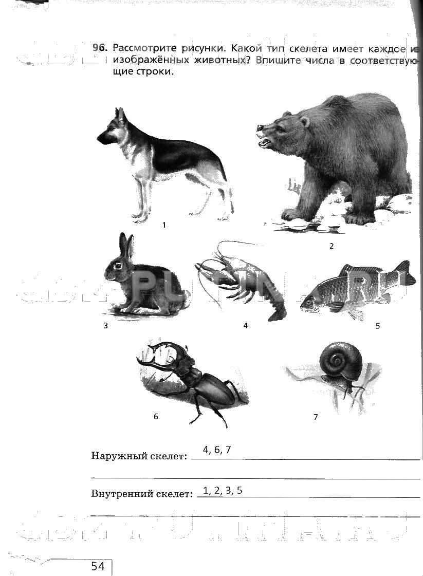 Рассмотрите животных на картинках выявите ГДЗ по Биологии 6 класс страница 54 рабочая тетрадь Сонин с белкой