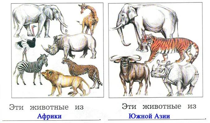 Рассмотри животных: найдено 88 изображений