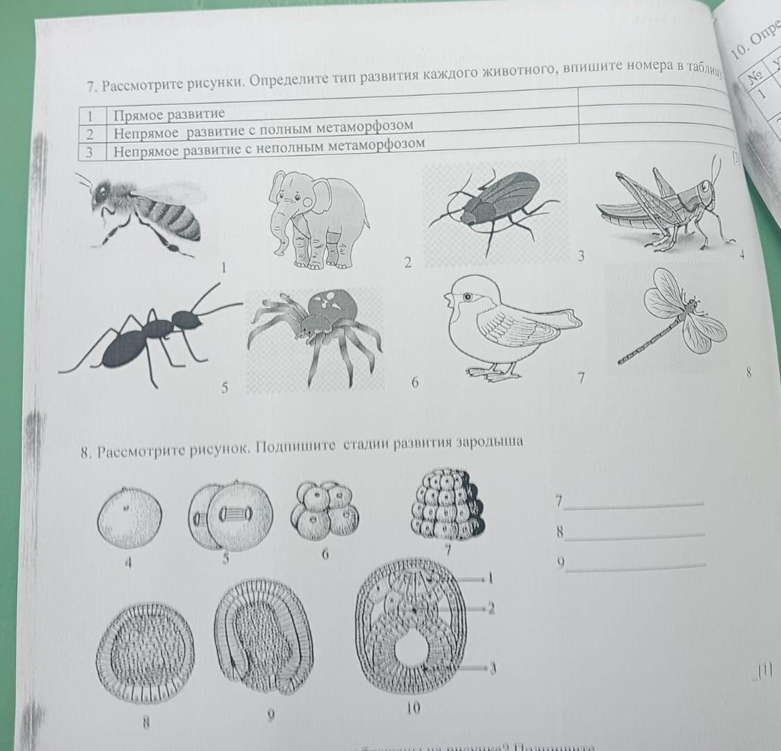 Рассмотрите животных на картинках выявите какие 7. Рассмотрите рисунки. Определите тип развития каждого животного, впишите номер