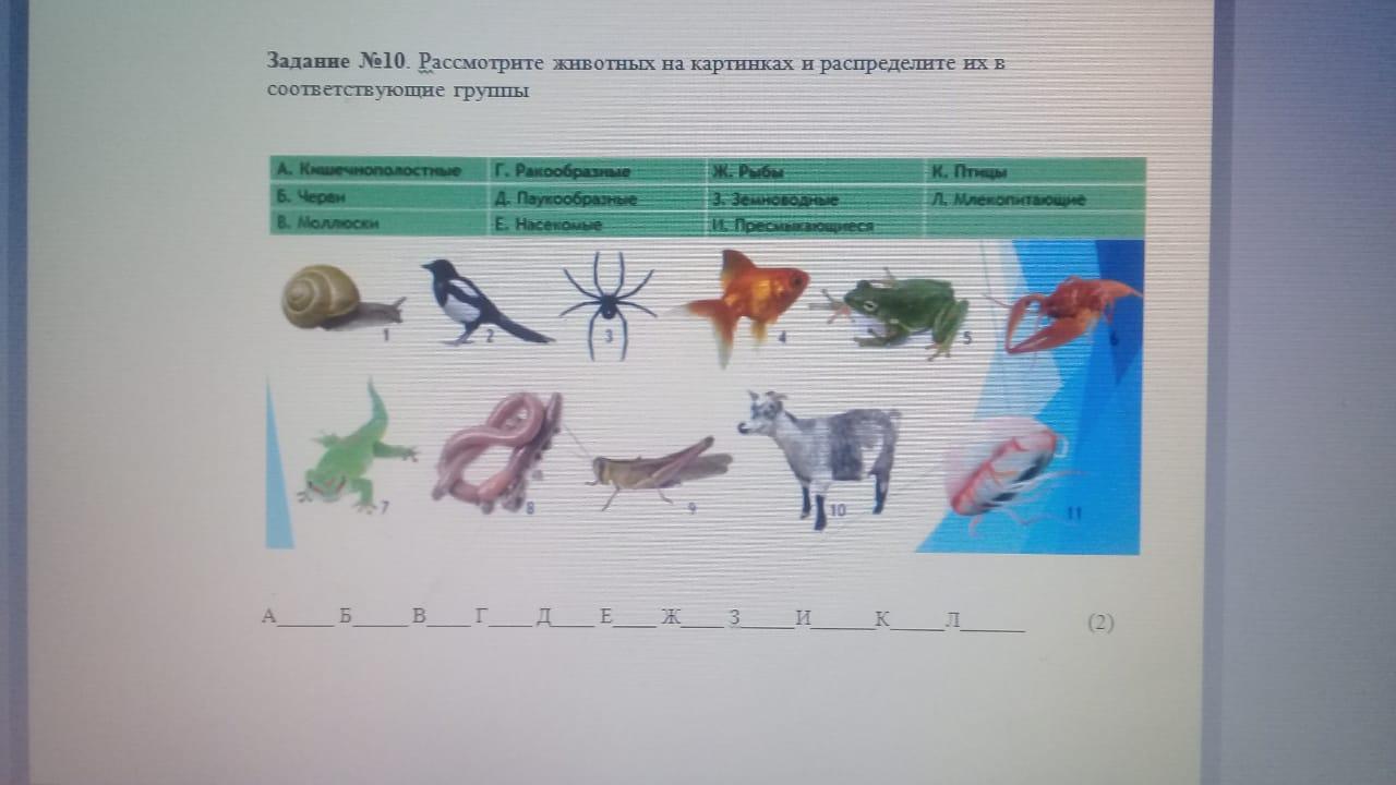 Рассмотрите животных на картинках выявите какие Рассмотри животных: найдено 88 изображений