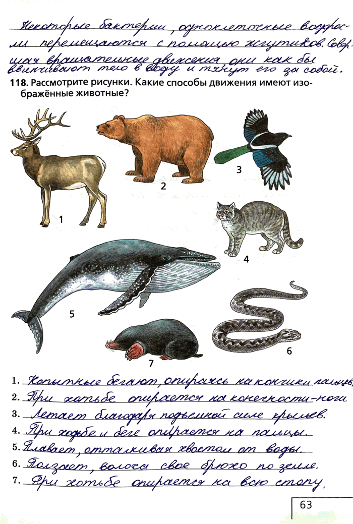 Рассмотрите животных на картинках выявите какие Решено)Стр.63 ГДЗ Рабочая тетрадь Сонин 6 класс по биологии