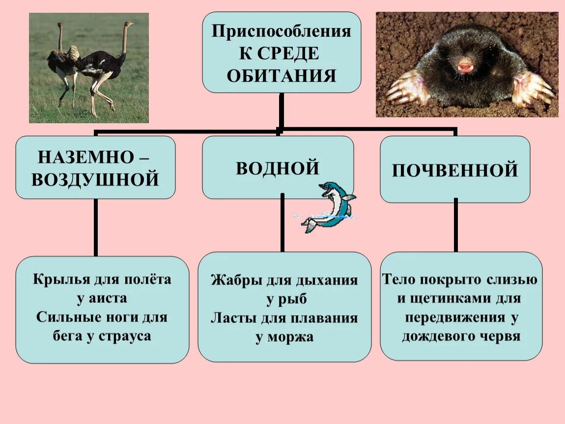 Рассмотрите животных на картинках выявите какие приспособления Организм приспособление к каким условиям: найдено 86 картинок