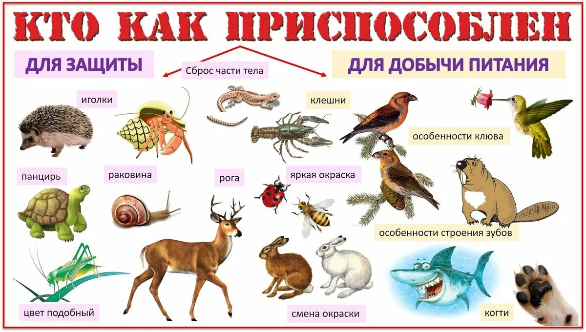 Рассмотрите животных на картинках выявите какие приспособления Конспект урока мир природы. 1 класс. ФГОС. ОВЗ. Коррекционная школа. Тема: "Прис